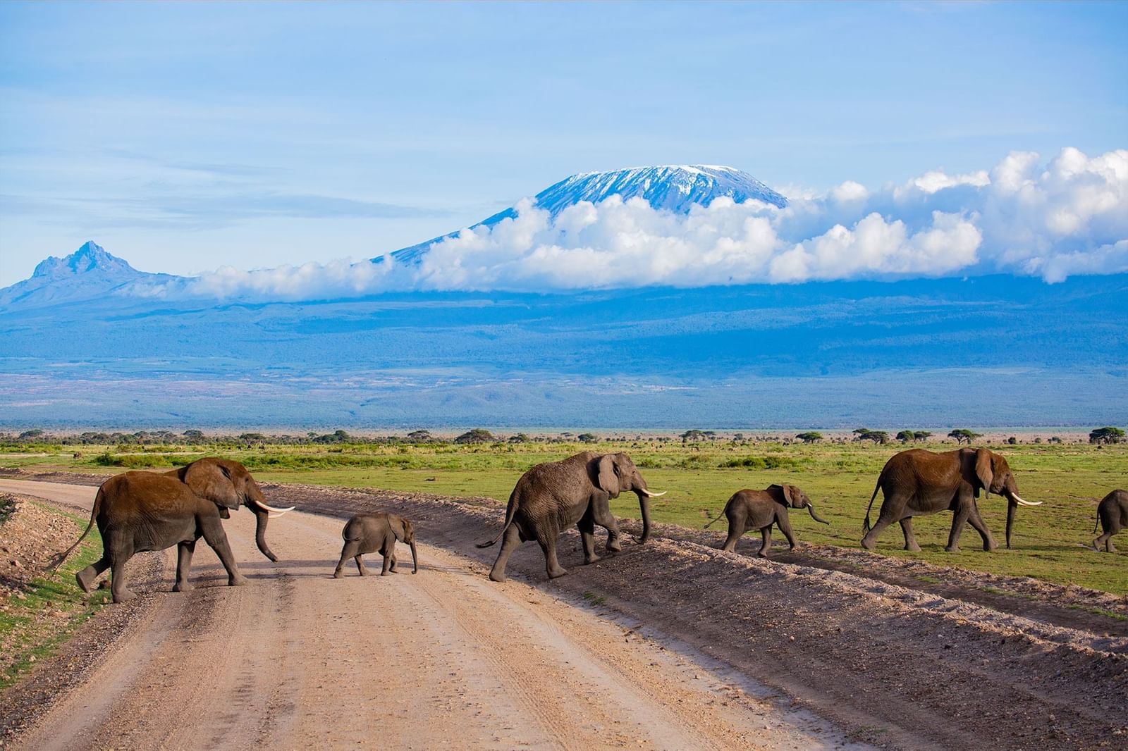 Elephants In Amboseli Best Park In Kenya For Elephant Viewing Elephants In Amboseli Best Park In Kenya For Elephant Viewing